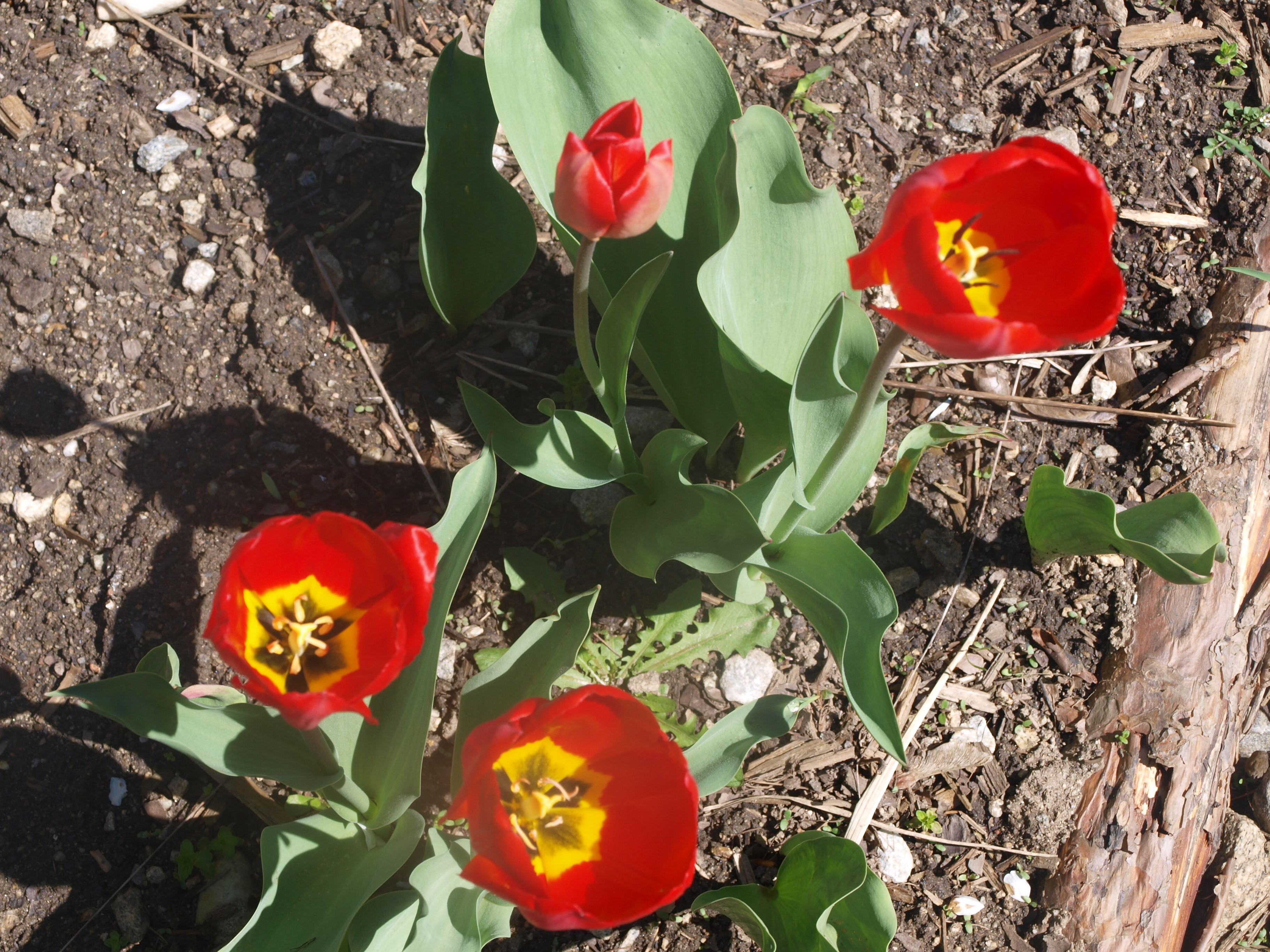 OLYMPUS DIGITAL CAMERA