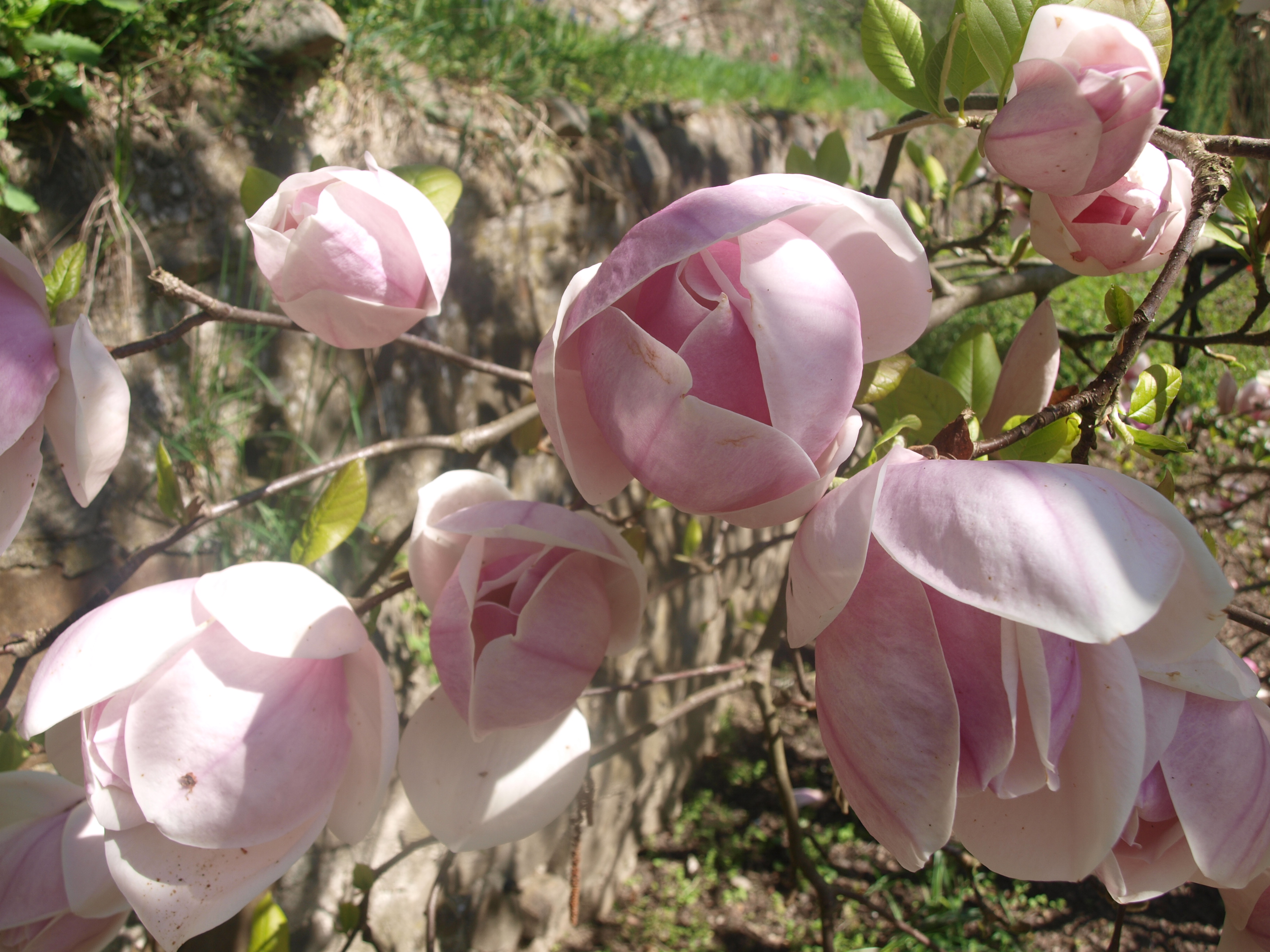 OLYMPUS DIGITAL CAMERA