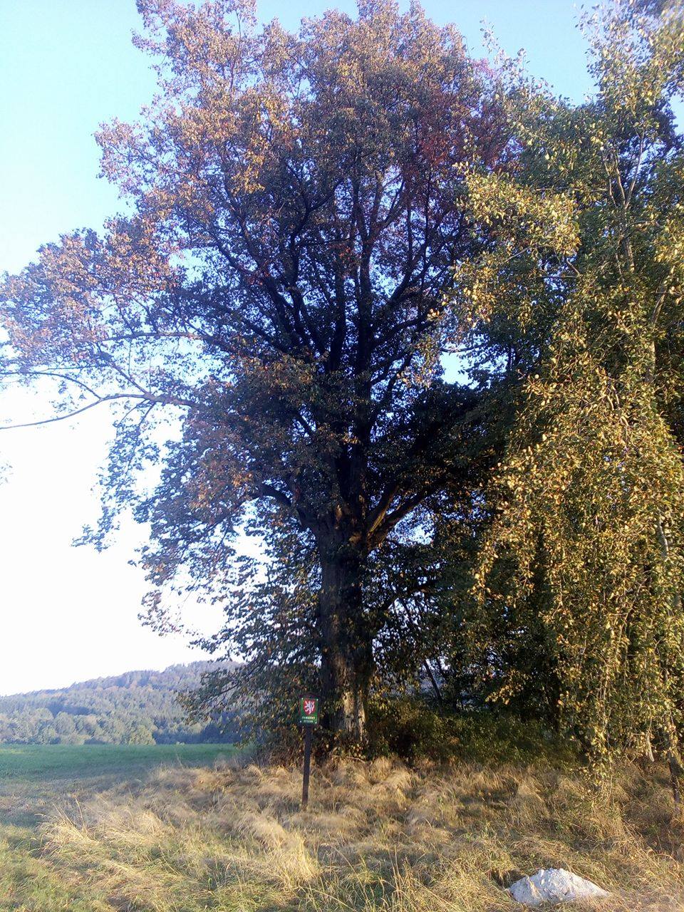 Lípa - Nakolice (památný strom)