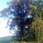 Lípa - Nakolice (památný strom)