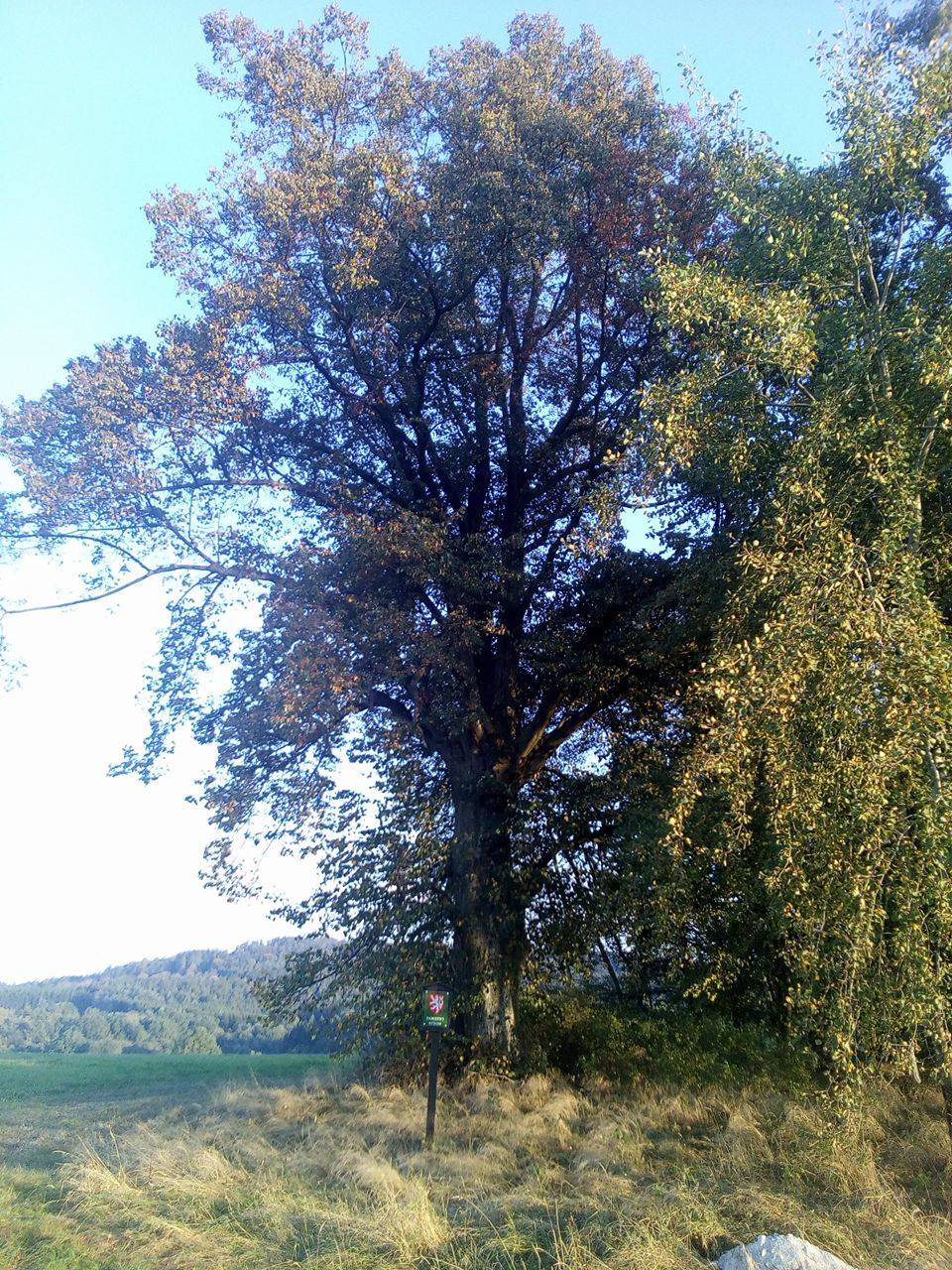 Lípa - Nakolice (památný strom)