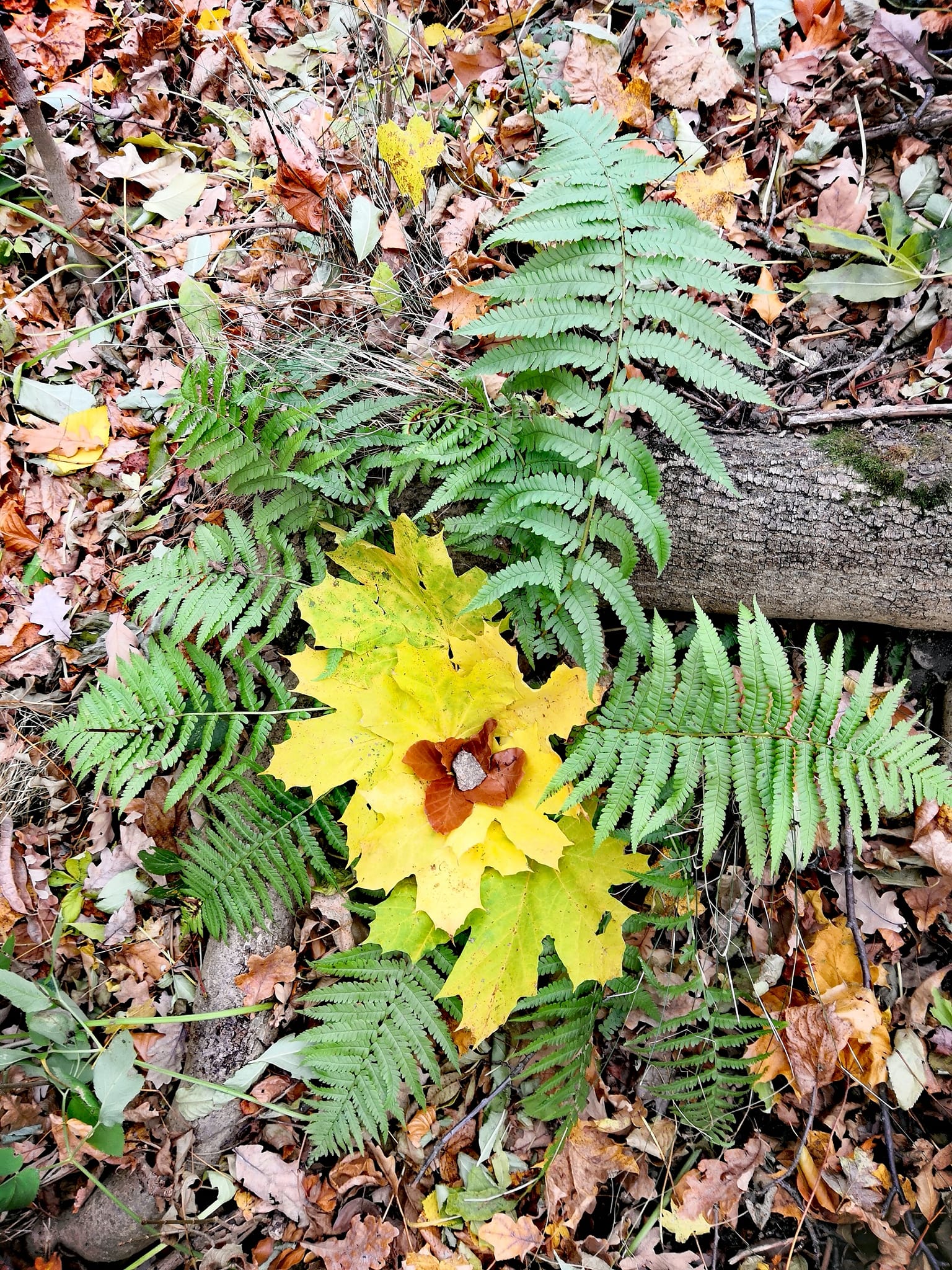 Podzimní_tvoření_v_přírodě_(2)