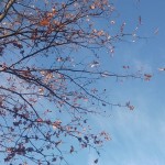 IMG-20241122-WA0007