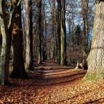 IMG-20241122-WA0019