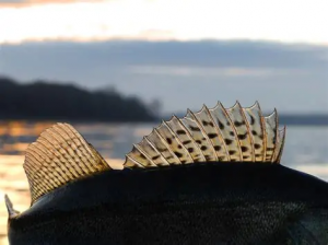 Rybářská olympiáda Třeboň